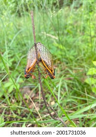 Two Cicadas Mating In The Grass