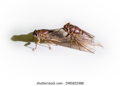 Two Cicadas Are Mating Isolated On White Background.