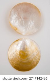 Two circular shells displayed against a plain background with soft lighting.