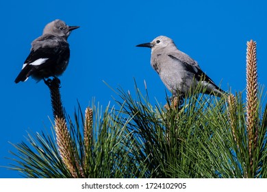 Two Clark's Nutcrackers Perched High in the Tree Tops