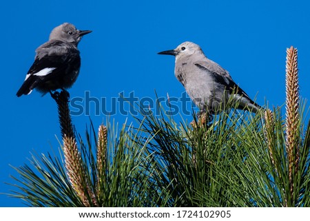 Two Clark's Nutcrackers Perched High in the Tree Tops