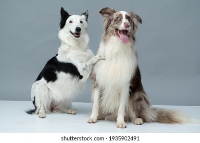 犬 横顔 イラスト の写真素材 画像 写真 Shutterstock