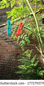 Two clothes clips on a tree branch