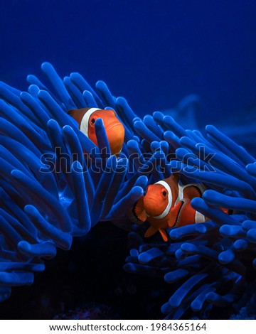 two clown fish underwater look out of a blue anemone