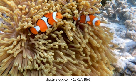 Two Clown Fishes In Their Host Anemone At Surin Islands National Park, Phang Nga. Travel Thailand.