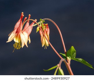 Two clusters of the flowers of Eastern Red Columbine, Aquilegia canadensis, with its drooping, spurred, bell-like red and yellow flowers, stems, and leaves. Isolated on a dark blue-black background.