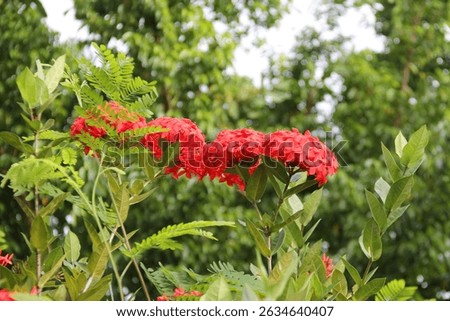 Two clusters of red soka flowers bloom profusely in the garden.