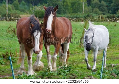 Two Clydesdale horses and one new forest pony in the farm in Scotland