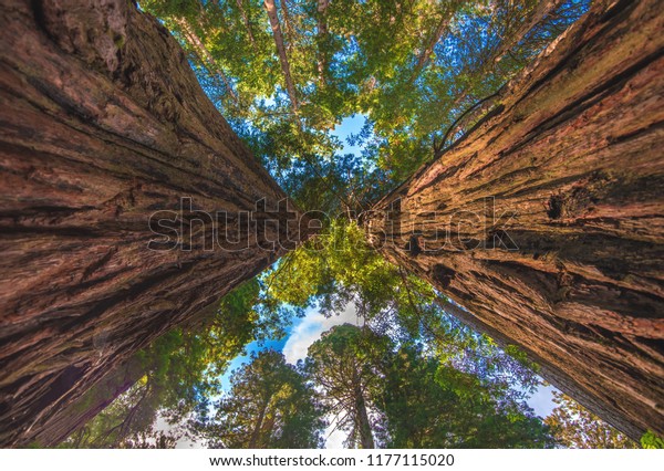 Two Coastal Redwood Trees Tower Upward Stock Photo Edit Now