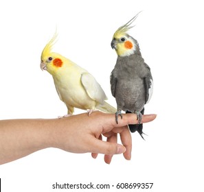 Two Cockatiel on human hand, isolated on white