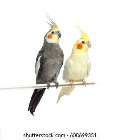Two Cockatiel on a metal perch, isolated on white