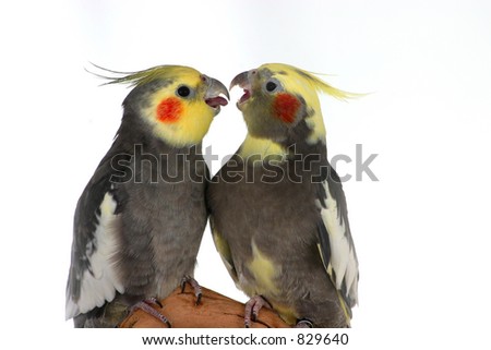 Two Cockatiels