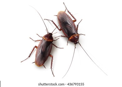 Two Cockroaches On Isolated White Background