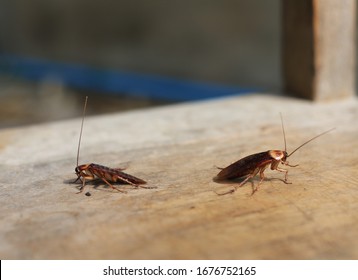Two cockroaches on the wood