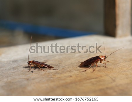 Two cockroaches on the wood