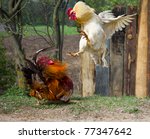 two cocks fighting