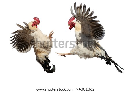 Two cocks fighting