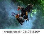 Two cocks fighting. beautiful battle of the Roosters.