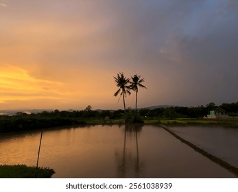 Two coconut trees stand in a rice field, reflected in the water, with the warm glow of the evening light. The scene captures serene beauty, blending nature, reflections, and golden sunset hues. - Powered by Shutterstock