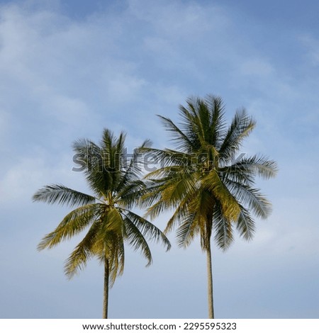 Two CoconutPalm
Tree blue sky