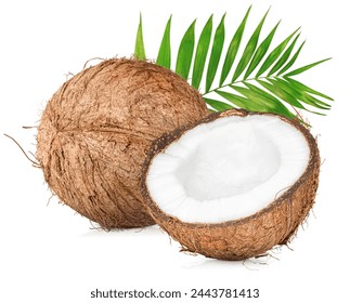 two coconuts and palm leaf on isolated white background