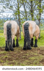 Two cold blooded horses from the backside ona farm in France