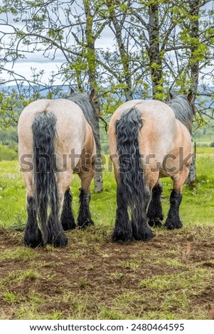 Two cold blooded horses from the backside ona farm in France