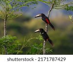 Two Collared Aracari toucans  perched on tree branch