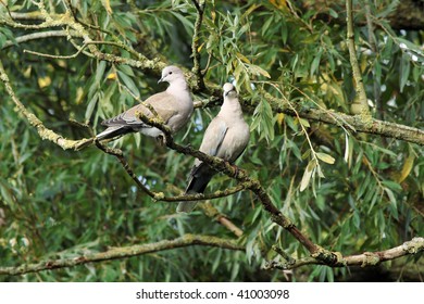 two collared doves in a tree