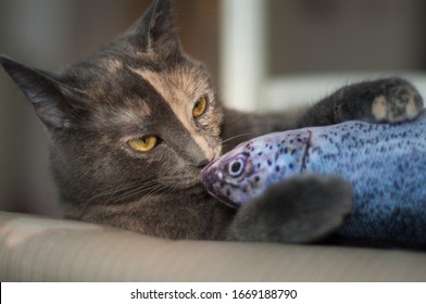 Two Color Face Cat Playing With A Fish Toy