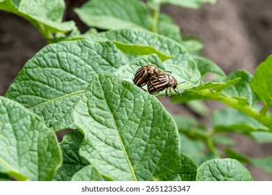 Two Colorado potato beetles mating on vibrant green potato leaves. A close-up of an agricultural pest known for crop damage.  