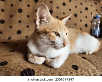 two colored cat lying down