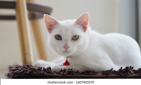 Two Colored Eye Khao Manee Cat