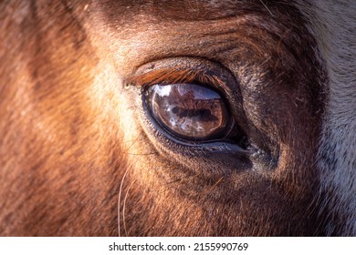 Two colored eyes horse rare windows to the soul