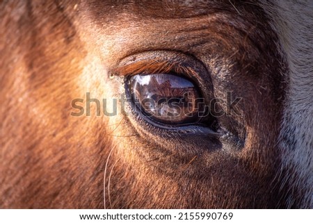 Two colored eyes horse rare windows to the soul