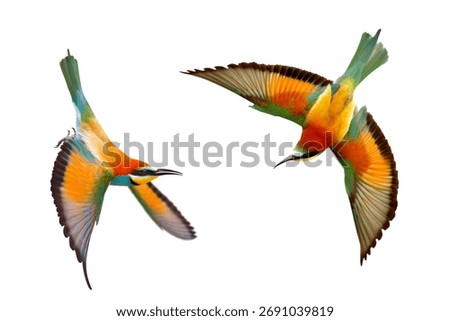 Two colorful Bee-eaters Merops apiaster in a dynamic paired flight, isolated on white , birds