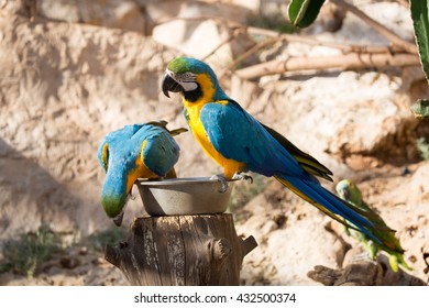 Two colorful blue macaws.