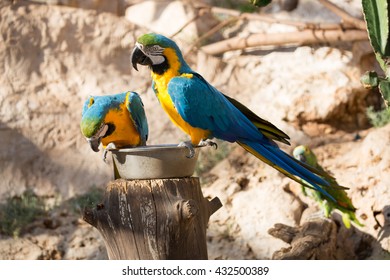 Two colorful blue macaws.