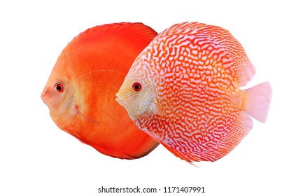 Two colorful discus fishes isolated on white background. Beautiful freshwater aquarium fish