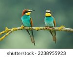 Two colorful European bee-eaters (Merops apiaster) perched on a small branch.