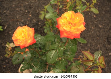 Two Colorful Judy Garland Roses On A Rose Bush In A Garden.