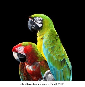 Two colorful macaw parrots isolated on black background.