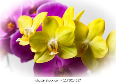 Two Colorful Orchids Together. Yellow And Pink Are Complementary Colors.