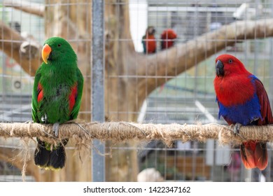 Two Colorful Parrots Sitting On Tree Stock Photo 1422347162 | Shutterstock