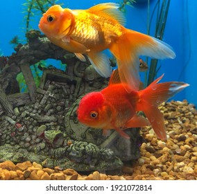 Two Colorful Pet Fish At The Store