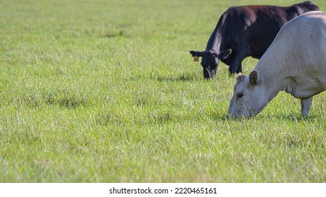 Two Commercial Beef Cows Grazing In Lush Summer Bermuda Grass With Negative Space To The Left.