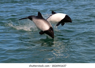 Two Commerson's Dolphins Jumping In The Sea  (Cephalorhynchus Commersonii)