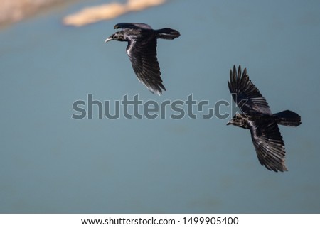 Similar – Barn swallows, young and adult birds