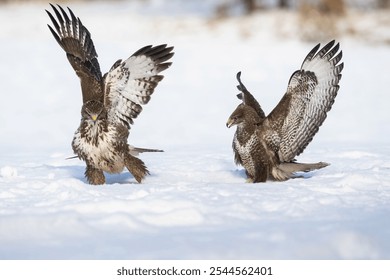 Two Common Buzzards (Buteo buteo) display impressive wing spreads on a snowy field, showcasing their natural strength and elegance in a captivating winter scene. - Powered by Shutterstock