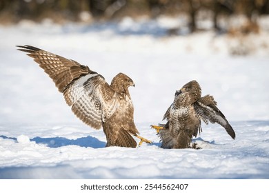 Two Common Buzzards (Buteo buteo) engage in a dramatic winter battle on snowy terrain, showcasing fierce natural behavior and stunning wing display, captured in their wild habitat. - Powered by Shutterstock